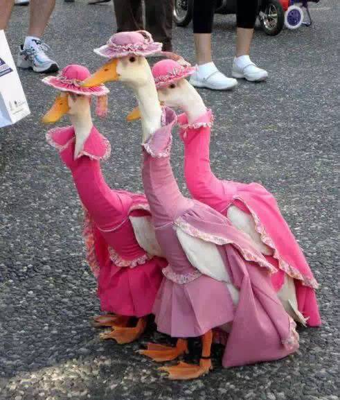 ducks_on_dress_02