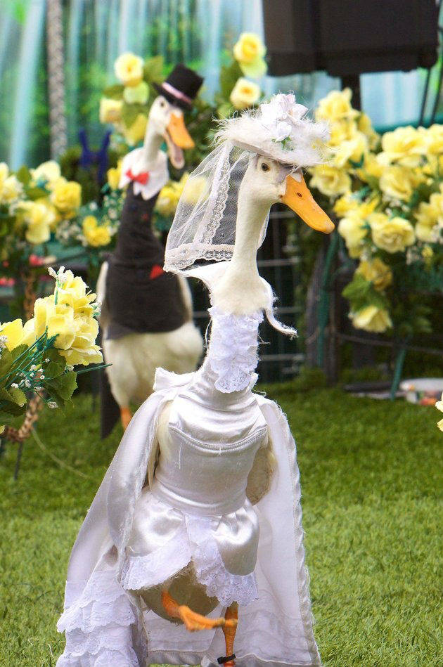 ducks_on_dress_14