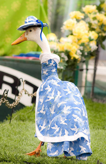 ducks_on_dress_18