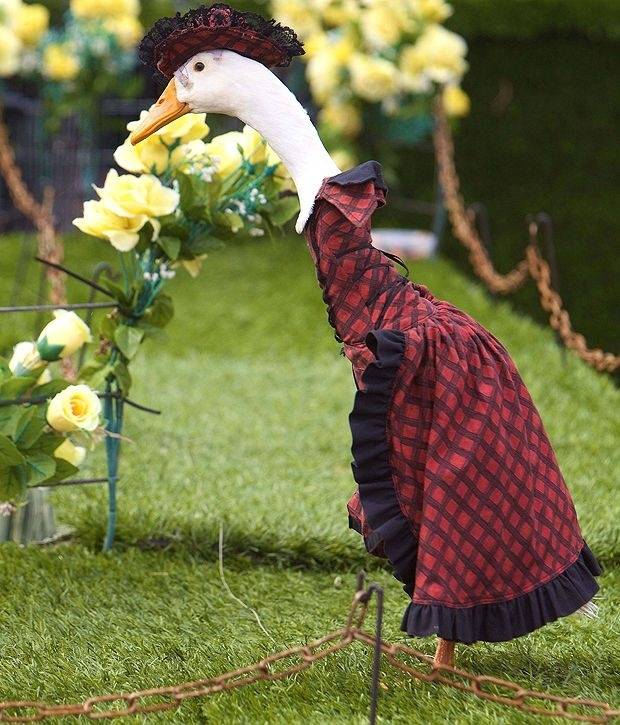 ducks_on_dress_22