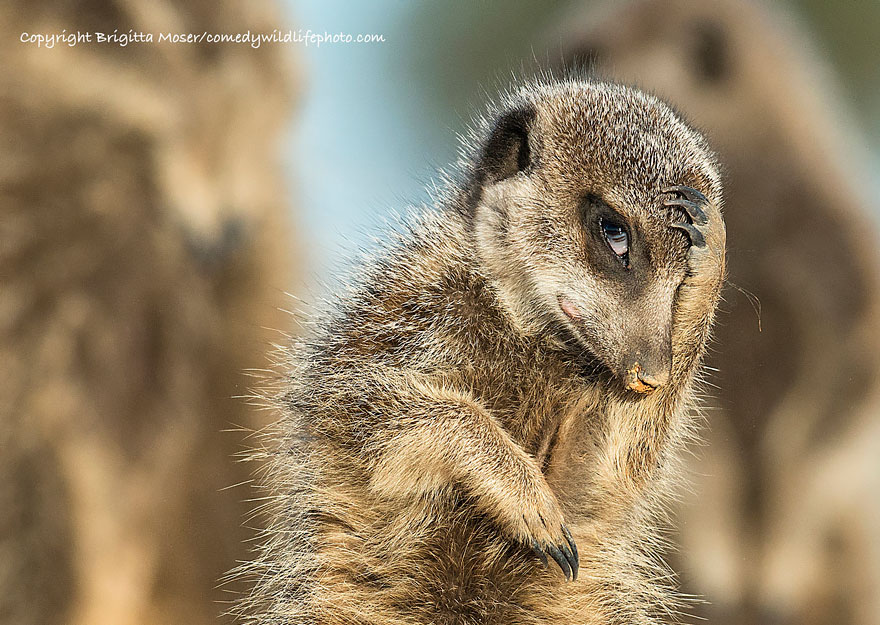 comedy-wildlife-photography-awards-05