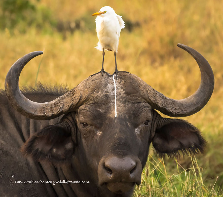 comedy-wildlife-photography-awards-08