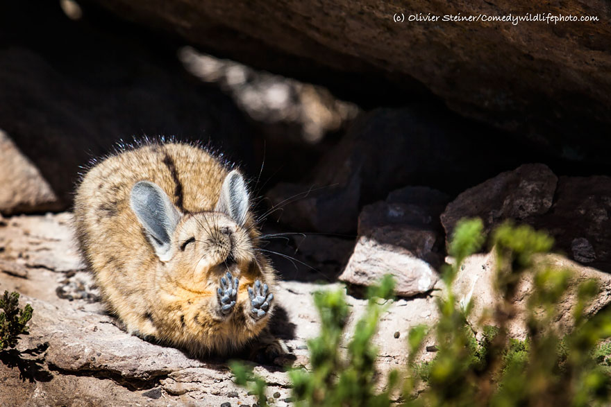 comedy-wildlife-photography-awards-09