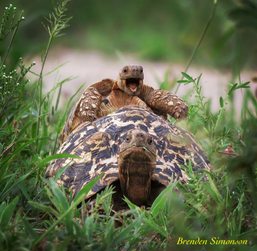 comedy-wildlife-photography-awards-14