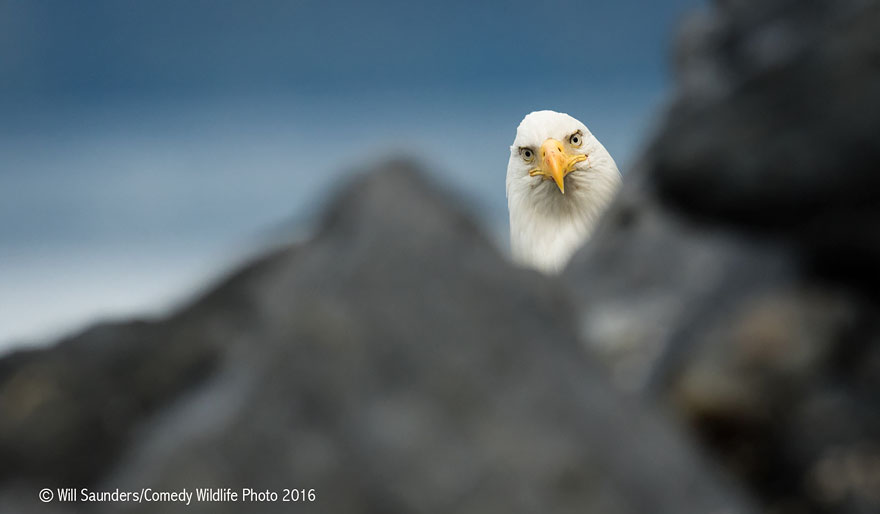 comedy-wildlife-photography-awards-15