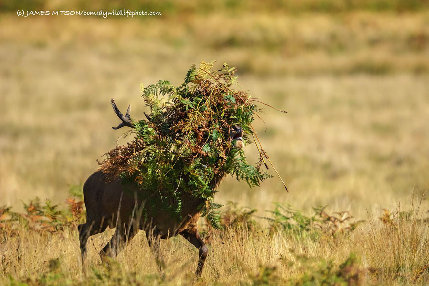 comedy-wildlife-photography-awards-18