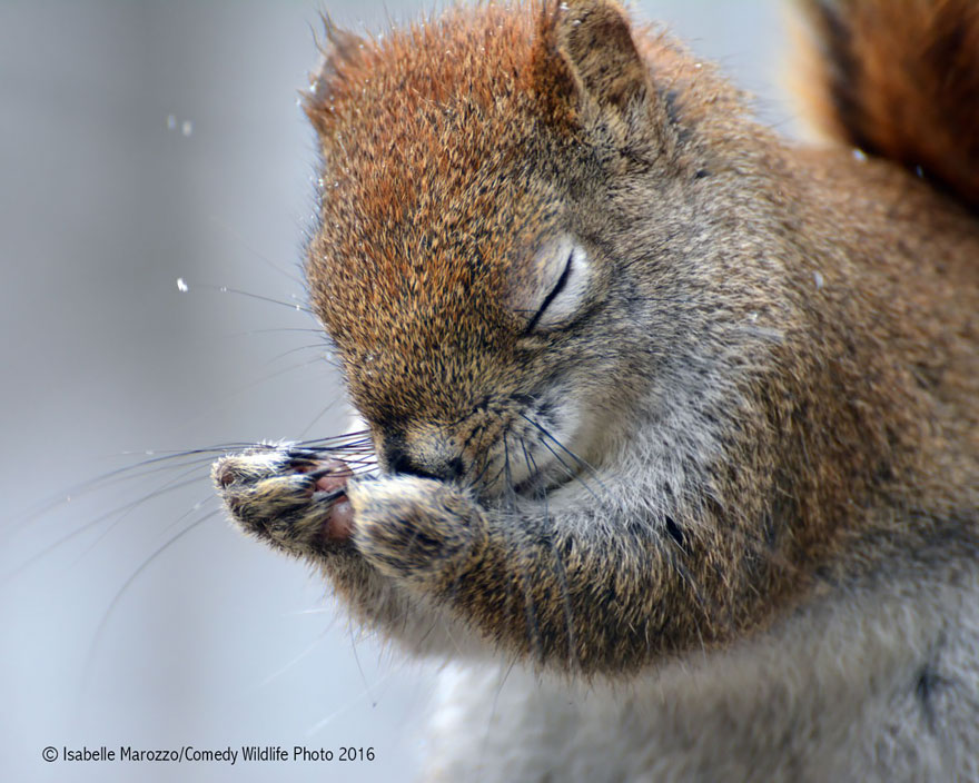 comedy-wildlife-photography-awards-20