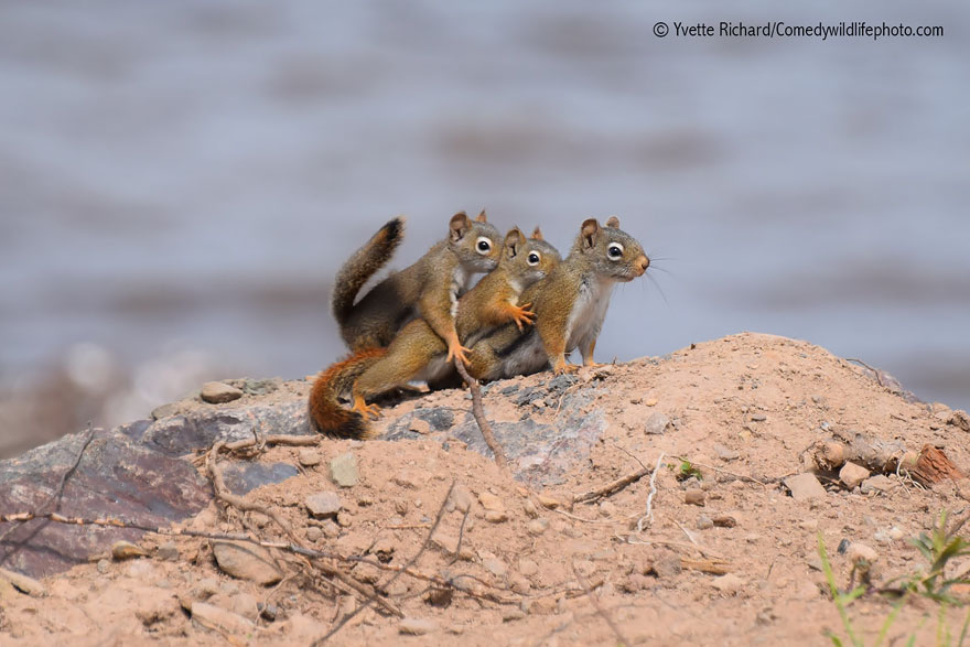comedy-wildlife-photography-awards-25
