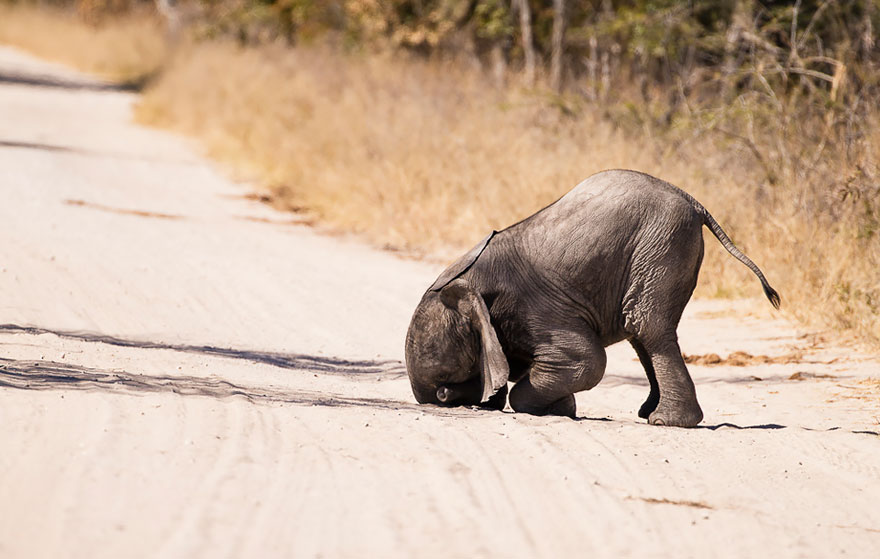 comedy-wildlife-photography-awards-26