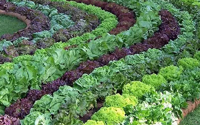 how-to-grow-vegetables-more-beautiful-than-the-garden-00