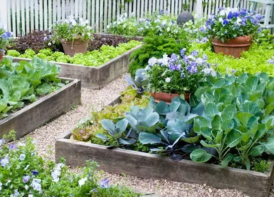 how-to-grow-vegetables-more-beautiful-than-the-garden-02