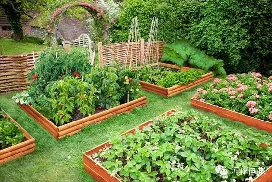 how-to-grow-vegetables-more-beautiful-than-the-garden-03