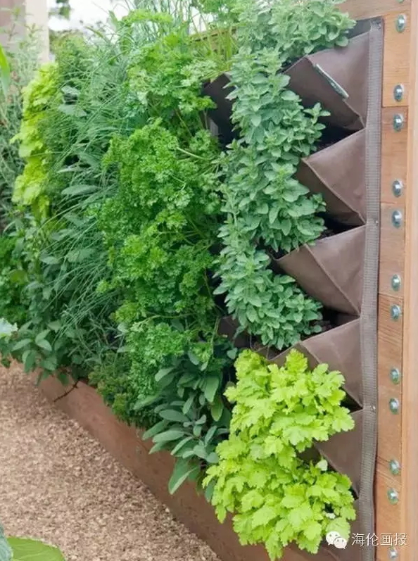 how-to-grow-vegetables-more-beautiful-than-the-garden-10