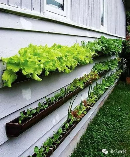 how-to-grow-vegetables-more-beautiful-than-the-garden-11