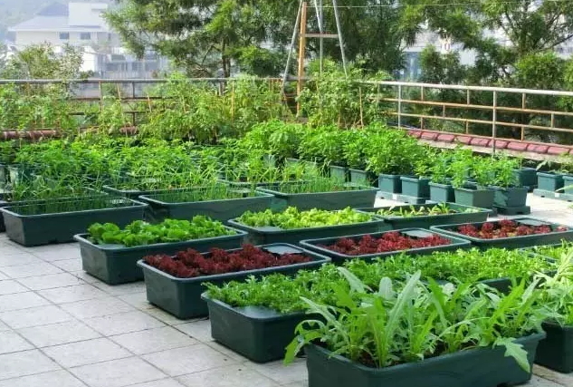 how-to-grow-vegetables-more-beautiful-than-the-garden-12