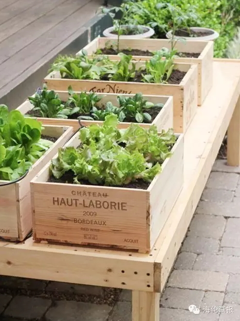 how-to-grow-vegetables-more-beautiful-than-the-garden-16