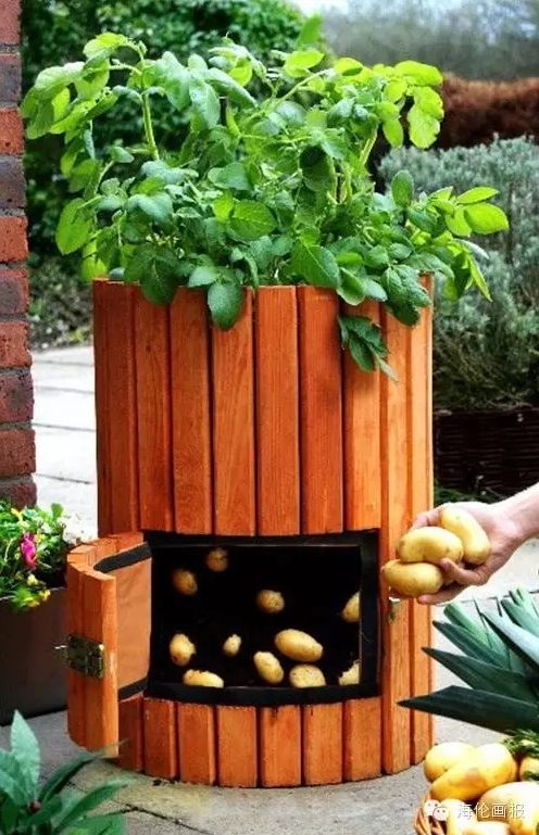 how-to-grow-vegetables-more-beautiful-than-the-garden-17