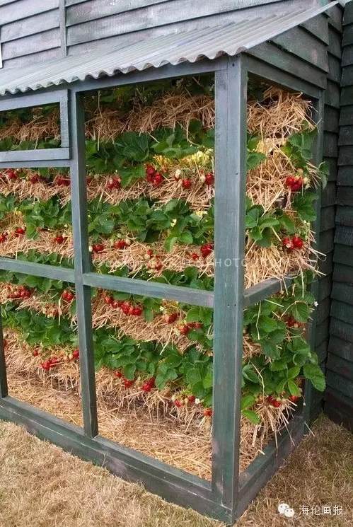 how-to-grow-vegetables-more-beautiful-than-the-garden-19