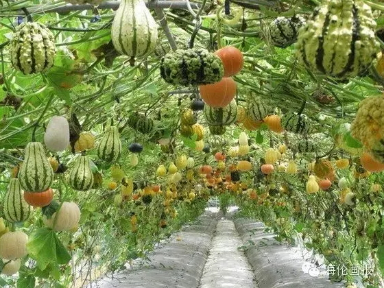how-to-grow-vegetables-more-beautiful-than-the-garden-22