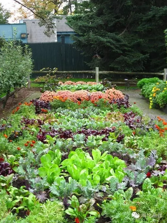 how-to-grow-vegetables-more-beautiful-than-the-garden-25