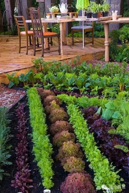 how-to-grow-vegetables-more-beautiful-than-the-garden-26