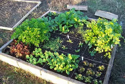 how-to-grow-vegetables-more-beautiful-than-the-garden-34