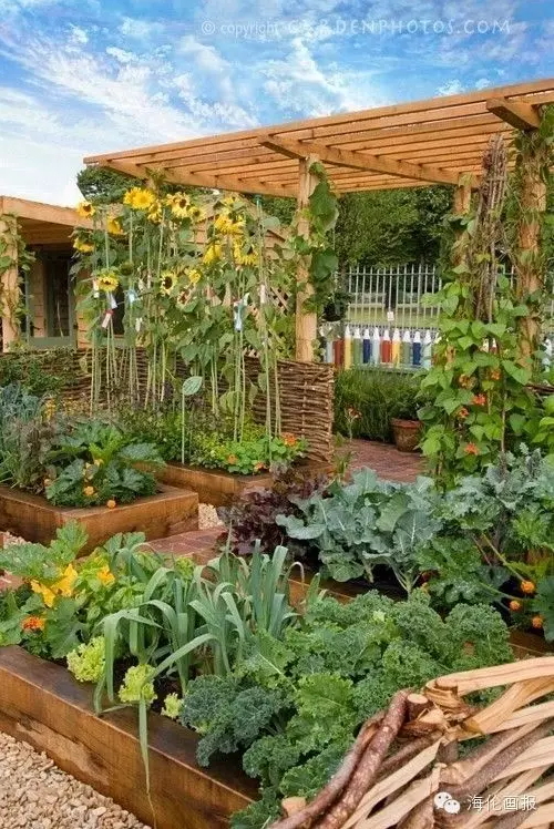 how-to-grow-vegetables-more-beautiful-than-the-garden-36