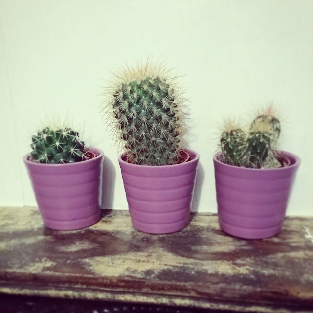 ikea-has-fresh-cute-little-cactus-gadgets-08