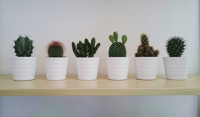 ikea-has-fresh-cute-little-cactus-gadgets-10