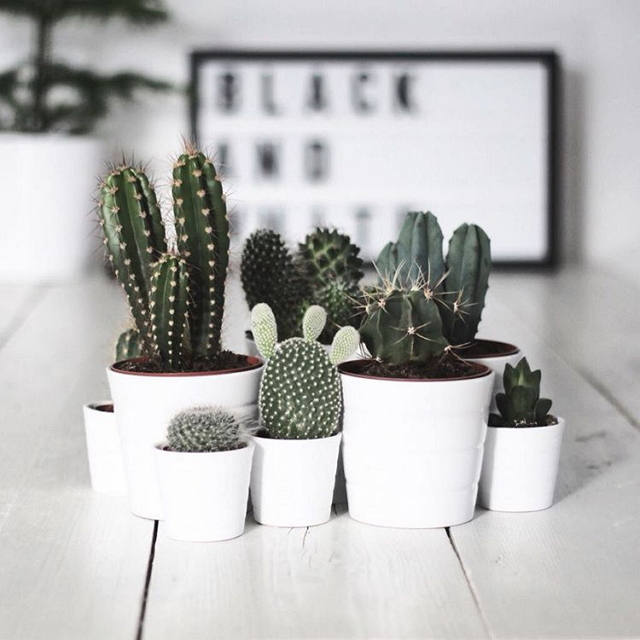 ikea-has-fresh-cute-little-cactus-gadgets-11