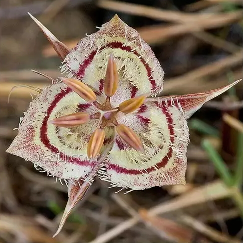 these-flowers-are-too-weird-10