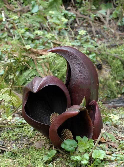 these-flowers-are-too-weird-11