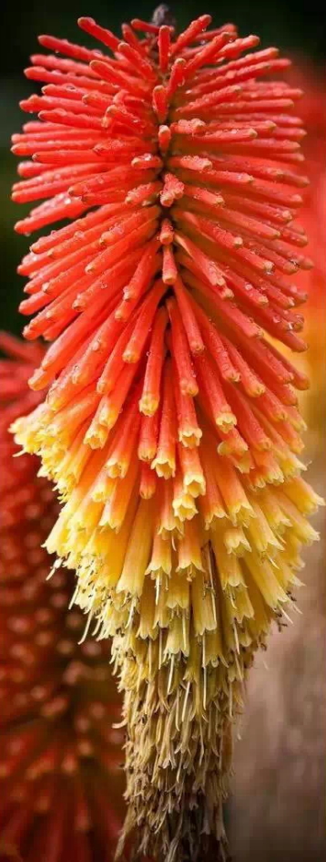 these-flowers-are-too-weird-13