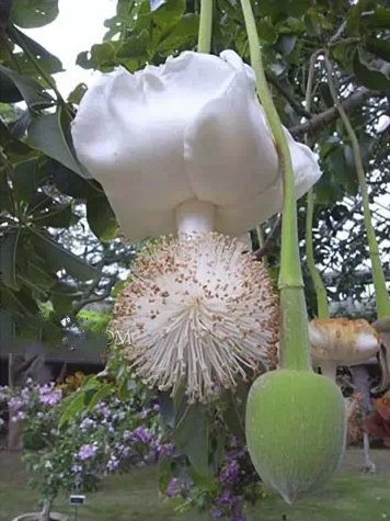 these-flowers-are-too-weird-15