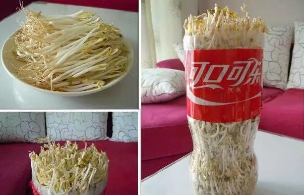 two-methods-of-spontaneous-bean-sprouts-with-coke-bottles-zero-failure-it-01