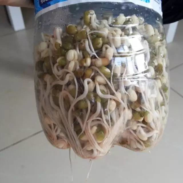 two-methods-of-spontaneous-bean-sprouts-with-coke-bottles-zero-failure-it-05