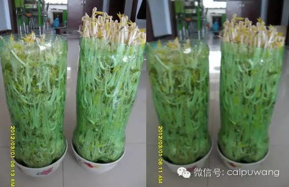 two-methods-of-spontaneous-bean-sprouts-with-coke-bottles-zero-failure-it-09