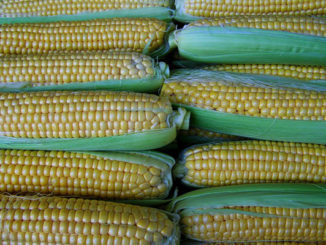 corn-2