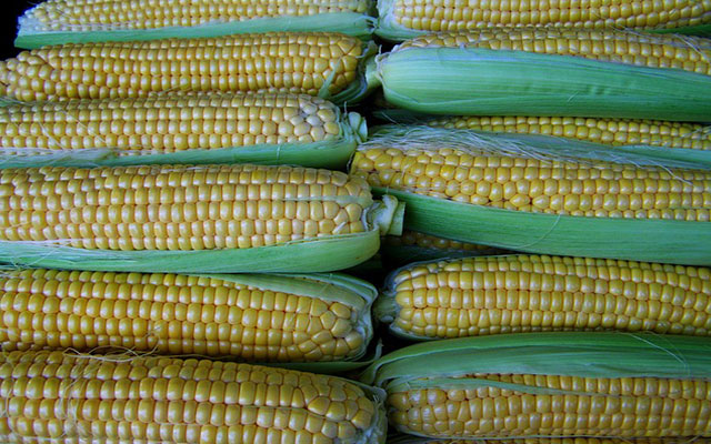 corn-2