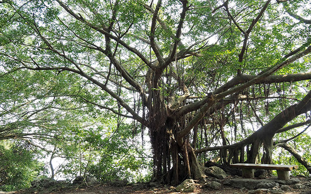 see-corporate-value-from-the-tree-02