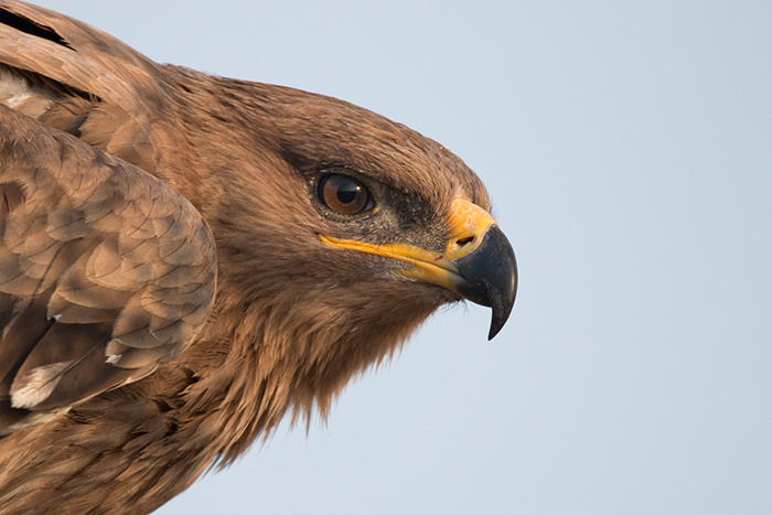 he-found-a-black-box-with-a-record-of-20-years-in-the-dead-eagle-01