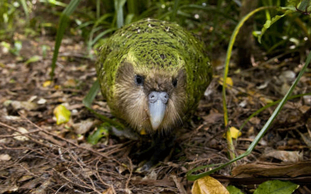 New-Zealand-cockatoo-02