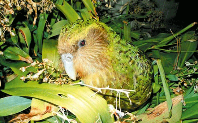 New-Zealand-cockatoo-04