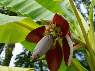 Banana-flower-effect-01