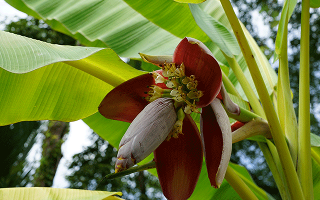 Banana-flower-effect-01