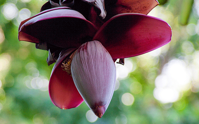 Banana-flower-effect-03