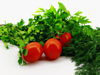 Plant-coriander-on-the-balcony-01