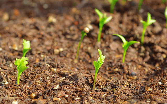 Plant-coriander-on-the-balcony-02