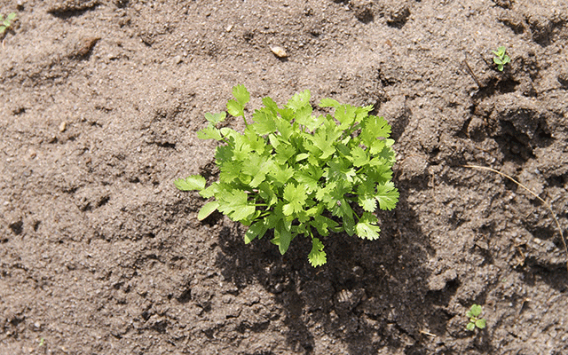 Plant-coriander-on-the-balcony-03