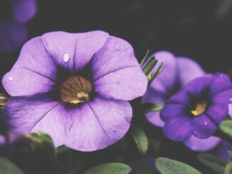 -featured-2
